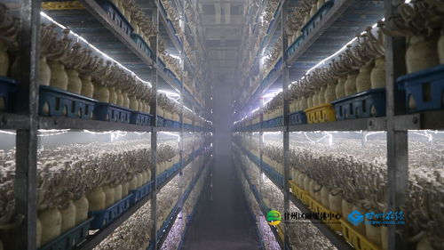 甘肅神農珍稀菇業 開工即滿弦，奮力沖刺“開門紅”河湖工程